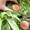 Grow Your Own Peaches