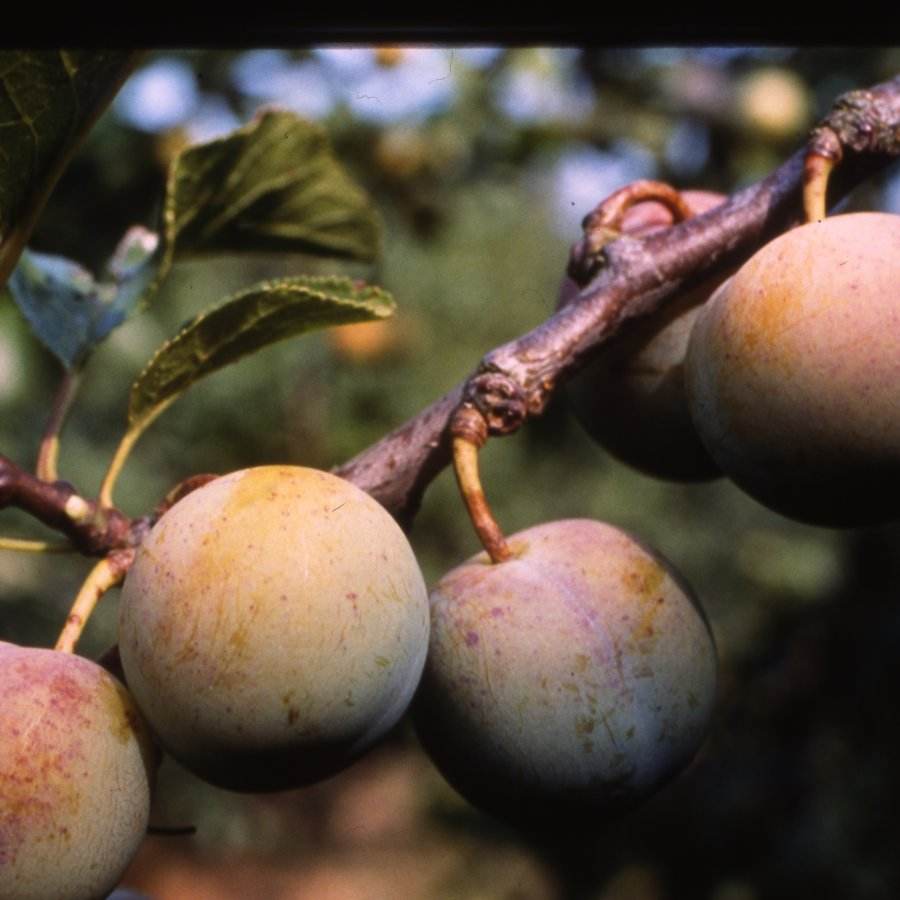 12L Gage (Prunus) Cambridge 1.5m - Gardeners Club - Tree2mydoor