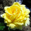 Golden Anniversary Rose Bush