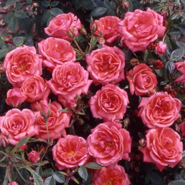 Hand In Hand Rose Bush Gift - Rose Bush Gift - Tree2mydoor