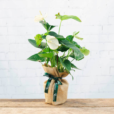 Large Anthurium Plant Gift with hessian wrap 