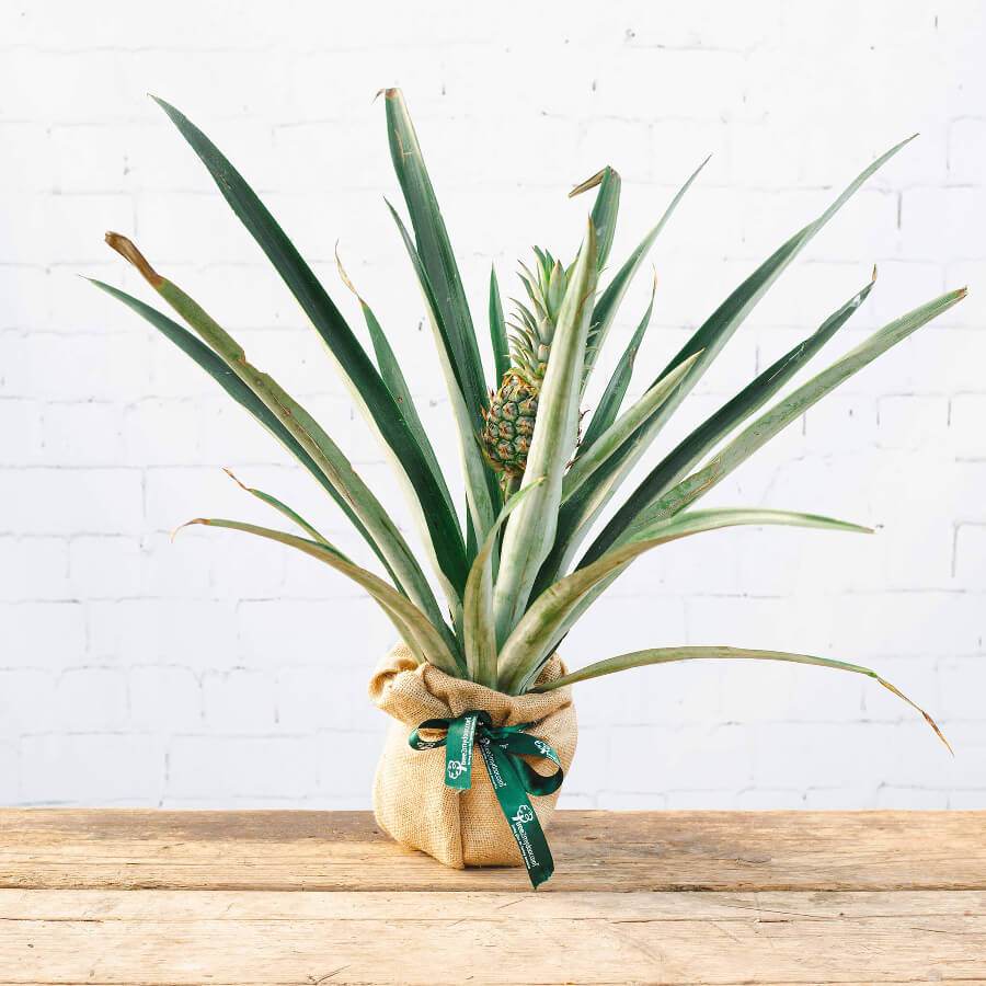 pineapple plant in bedroom Pineapple Plant Gift