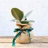 Rubber Plant gift with hessian wrap