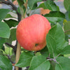 A James Grieve Apple growing on a tree