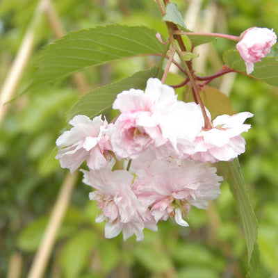 Close up of Japanese Cherry Blossom
