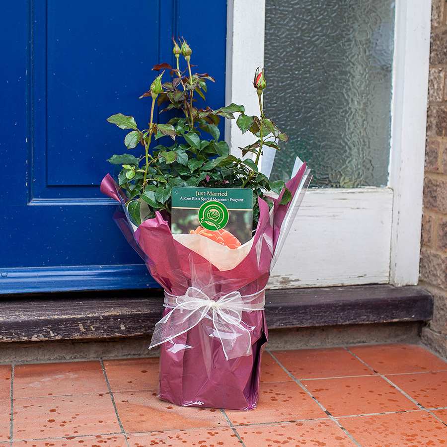 Gift Wrapped Just Married Rose Bush