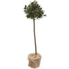 Order a Large Bay Tree