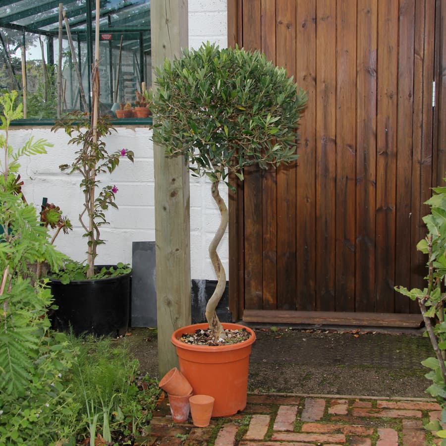 Buy a large twisted stem Olive Tree