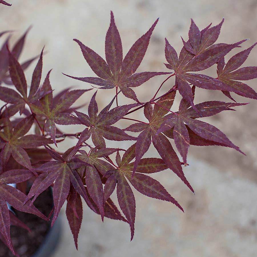 Attraction Japanese Maple Tree Gift - Acer Tree Gift - Tree2mydoor