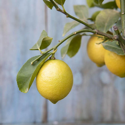 Lemon tree with fruit