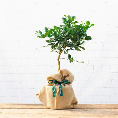 Kaffir Lime Tree Gift in hessian wrap