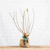 Star Magnolia Tree Gift in hessian wrap during winter