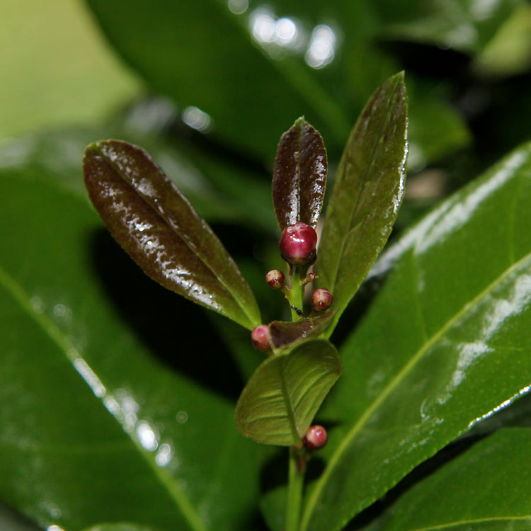 The buds appearing on our Mandarin Orange Tree gift