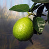 Buy a Mini Sweet Lime Tree