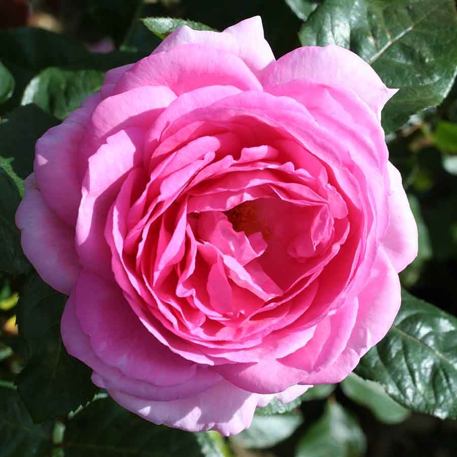 Mum in a Million Rose Bush Gift - Rose Bush Gift - Tree2mydoor