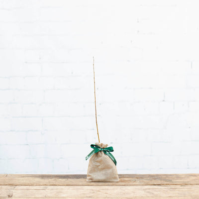 A silver birch sapling gift with hessian wrap during winter