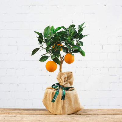 Orange Tree Gift in hessian wrap