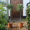 Large Pair of Olive Trees for Sale