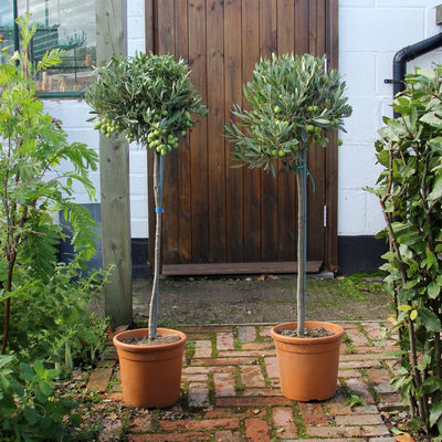 Large Pair of Olive Trees for Sale