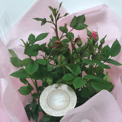 Gift Wrapped Pearl Anniversary Patio Rose