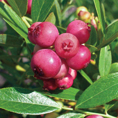 Pink Blueberry Plant Gift