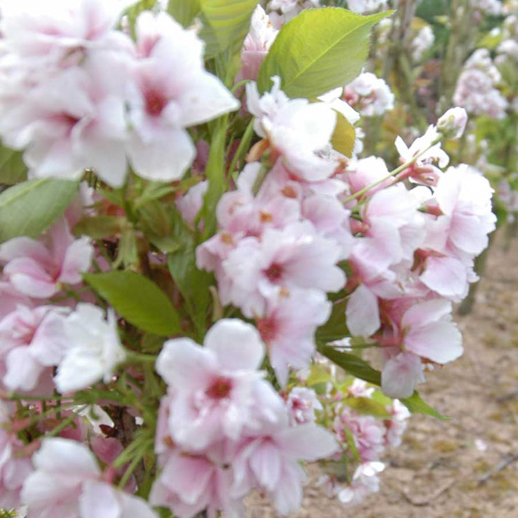 Japanese Flowering Cherry Tree Blossom