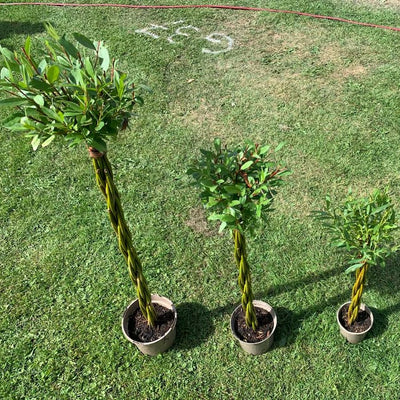 A trio of potted willow wand trees
