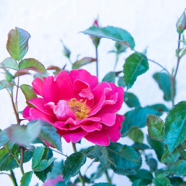 The dark pink bloom of the Happy Anniversary Rose Bush