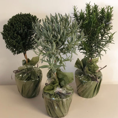 Rosemary, Lavender and Thyme plants gift wrapped