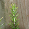 Close up of Rosemary Plant needles