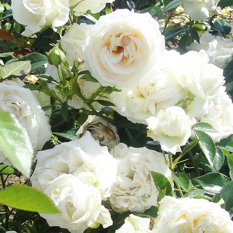 Silver Anniversary Rose Bush blooms