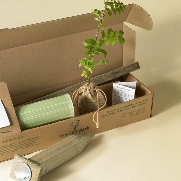 Small Ceremonial Tree Gift Pack Hazel Tree / Plaque - No Engraved Message - Tree Gift Pack - Tree2mydoor