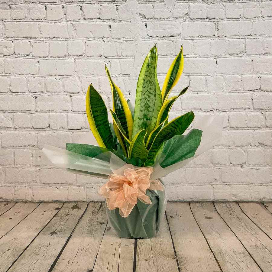 indoor plant gifts uk Snake Plant Gift
