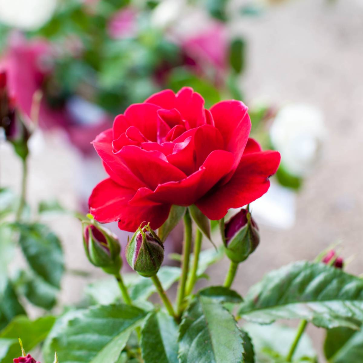 Roses for father's store day