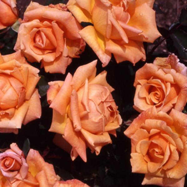 Buy a Special Occasion Rose Bush