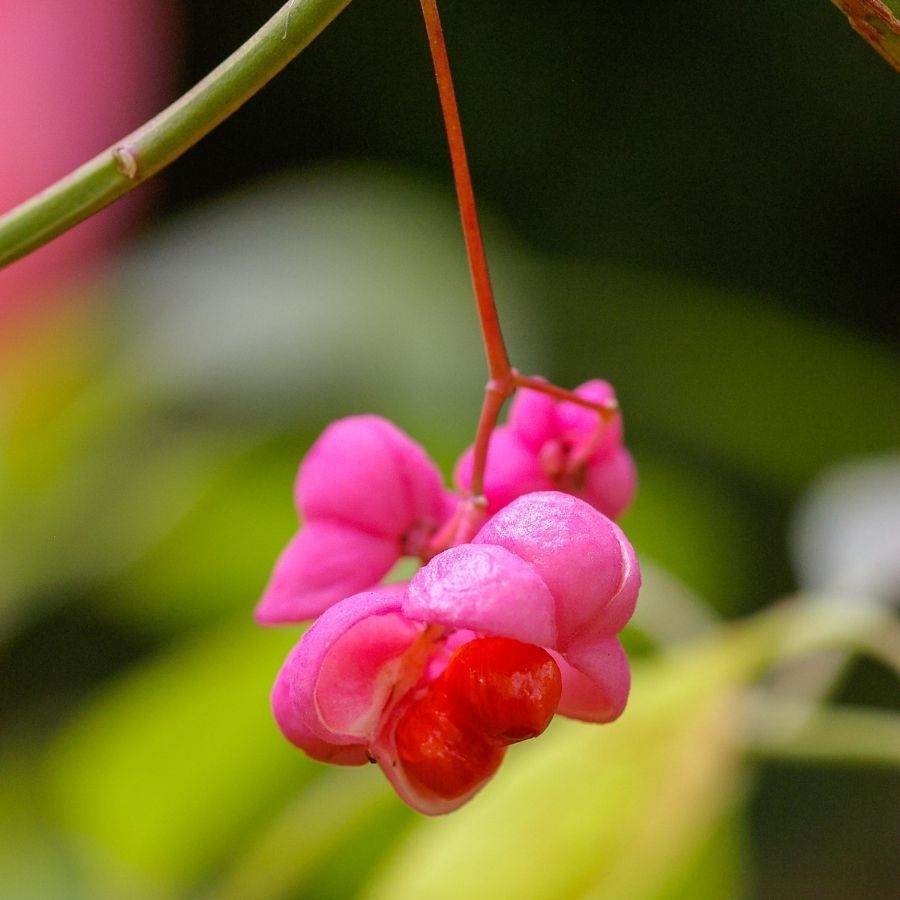 Buy Bare Root Euonymus europaeus (Spindle) Hedging