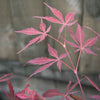 Suminagashi Japanese Maple Tree leaf