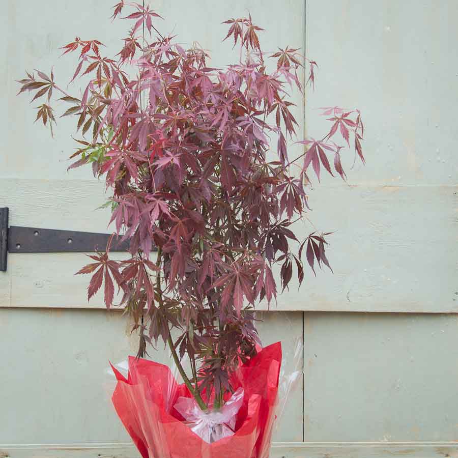 Suminagashi Japanese Maple Tree Gift