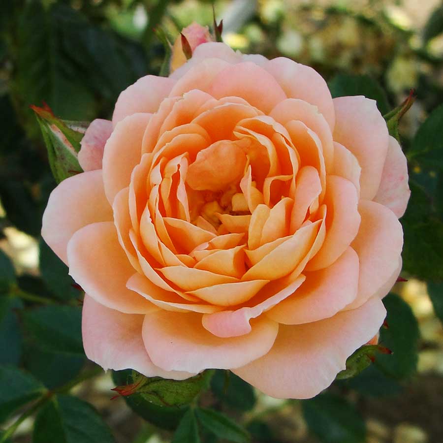 Sweet Dream Rose Bush