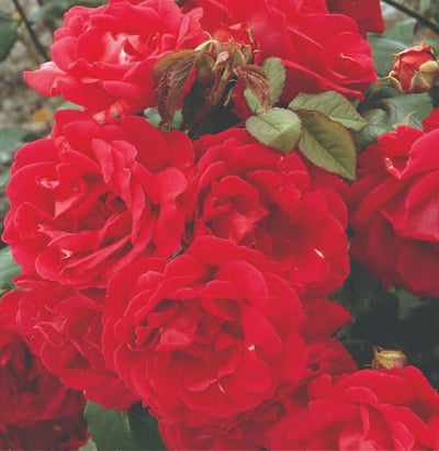 Coronation Rose Bush Gift
