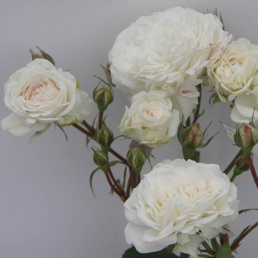 Tin 10th Anniversary Rose Bush Gift - Rose Bush Gift - Tree2mydoor