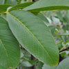 Walnut tree leaves close up
