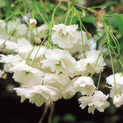 Wild Cherry Tree white blossom