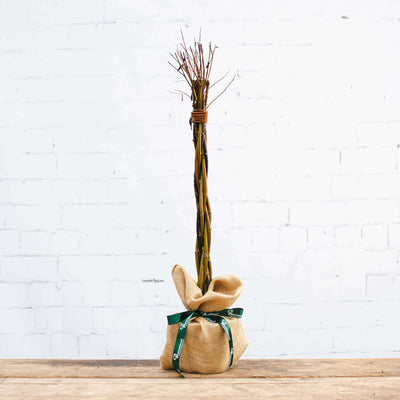 A potted willow wand gift with hessian wrap in winter