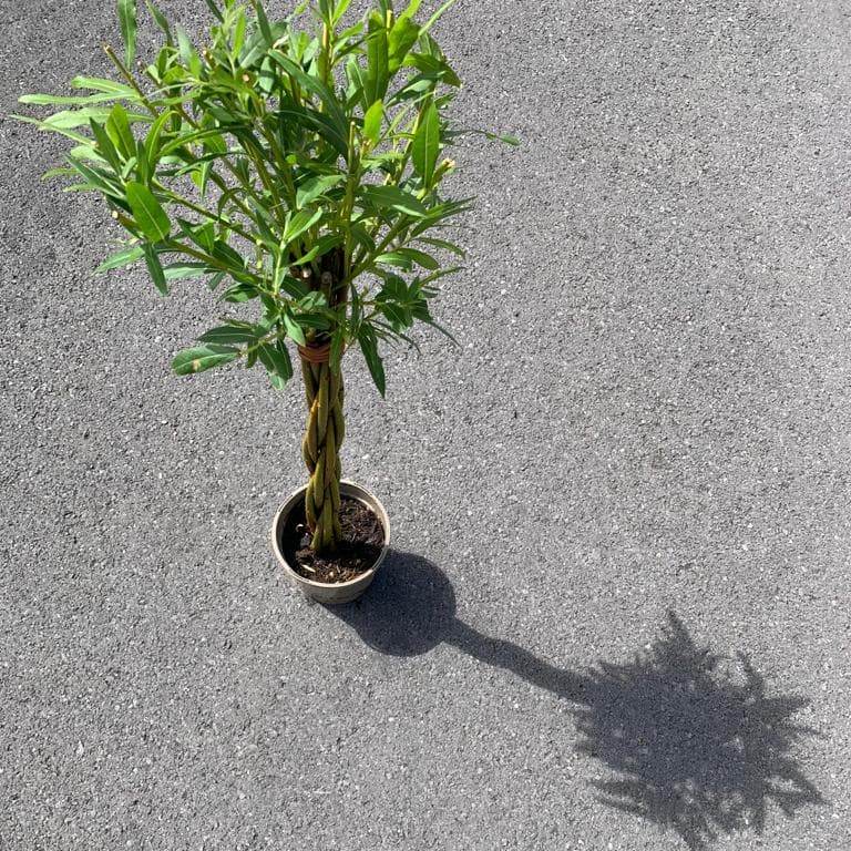 Potted Willow Wand Gift Small - Willow - Tree2mydoor