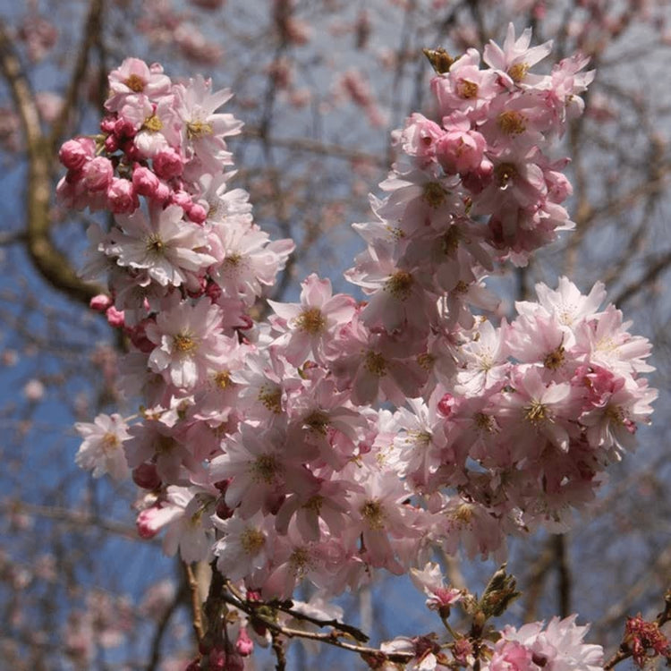 Pink blossom of the Winter Flowering Cherry Tree
