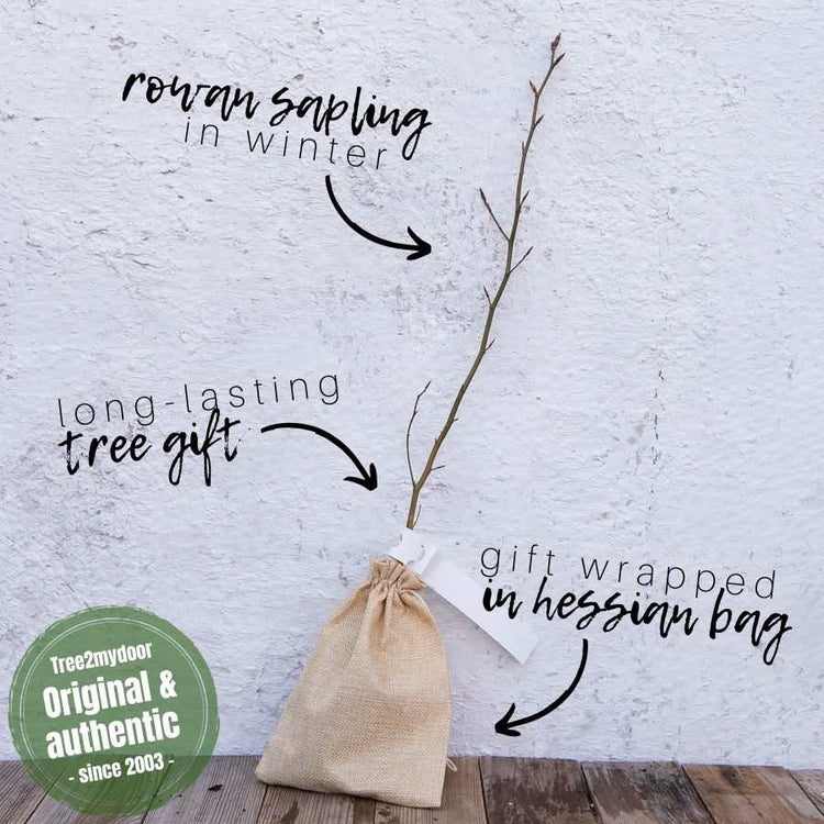 Send a Rowan Tree Sapling as a Gift in winter
