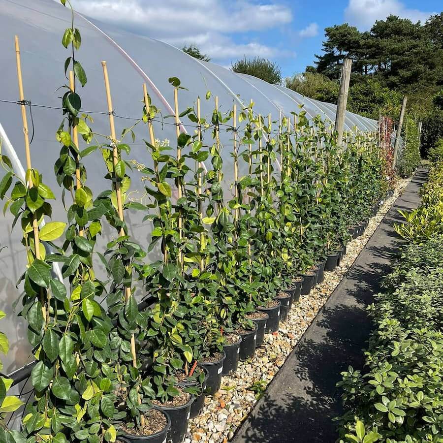 Blue Wisteria Gift - Flowering Tree Gift - Tree2mydoor