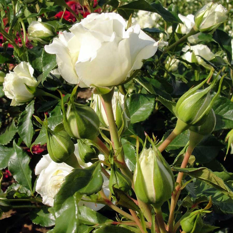 White blooms of the With Love Rose Bush