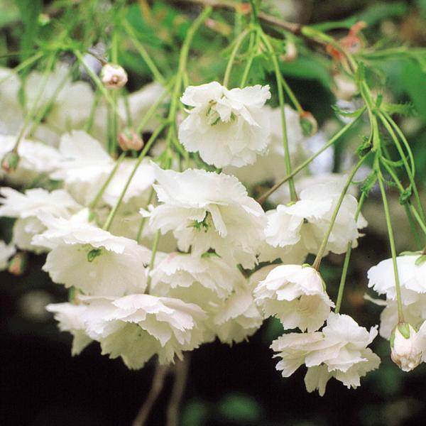 Wild Cherry Trees - Tree2mydoor